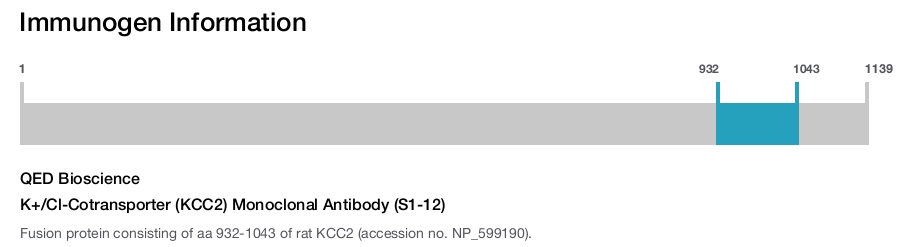 K+/Cl-Cotransporter (KCC2) Monoclonal Antibody (S1-12)