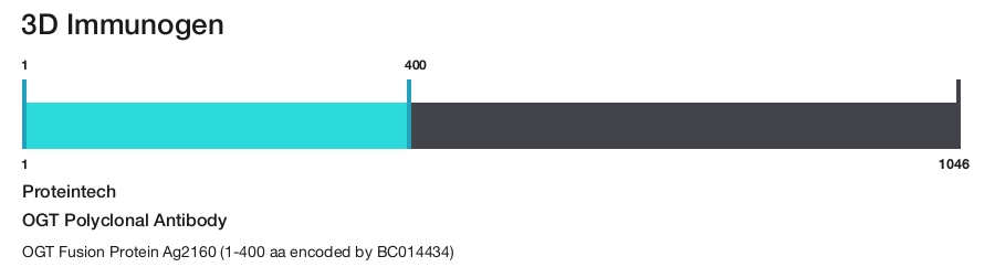 OGT Polyclonal Antibody