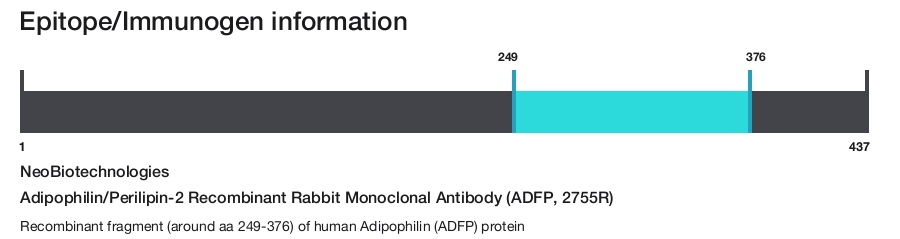 Adipophilin/Perilipin-2 Recombinant Rabbit Monoclonal Antibody (ADFP, 2755R)
