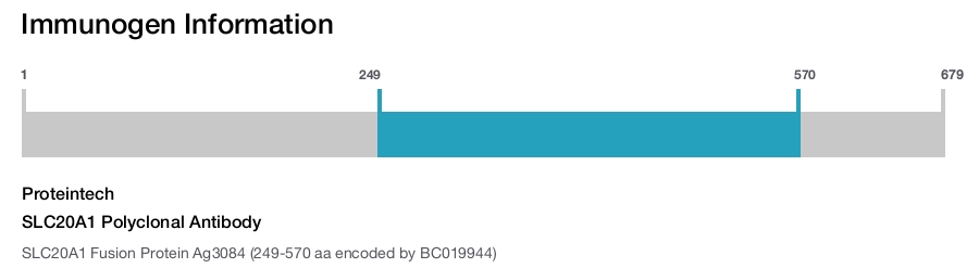 SLC20A1 Polyclonal Antibody