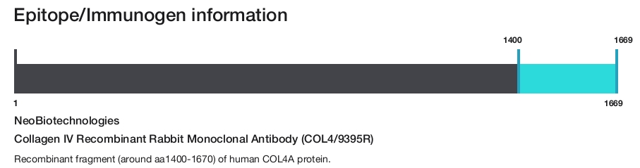 Collagen IV Recombinant Rabbit Monoclonal Antibody (COL4/9395R)