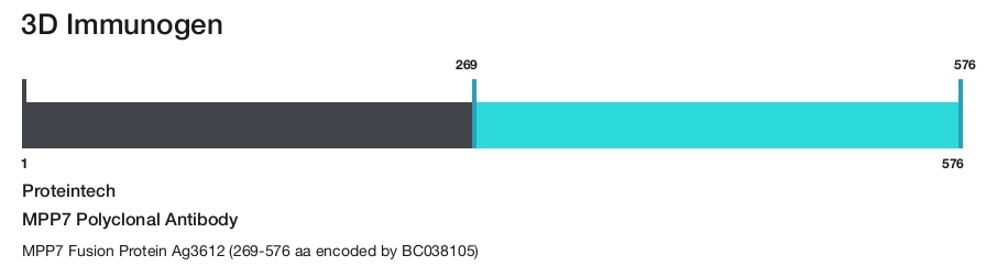 MPP7 Polyclonal Antibody