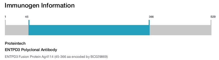ENTPD3 Polyclonal Antibody