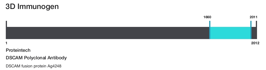 DSCAM Polyclonal Antibody