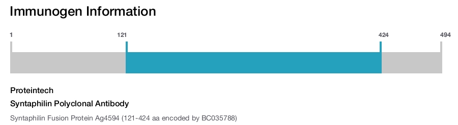 Syntaphilin Polyclonal Antibody