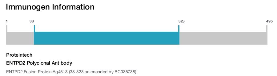 ENTPD2 Polyclonal Antibody
