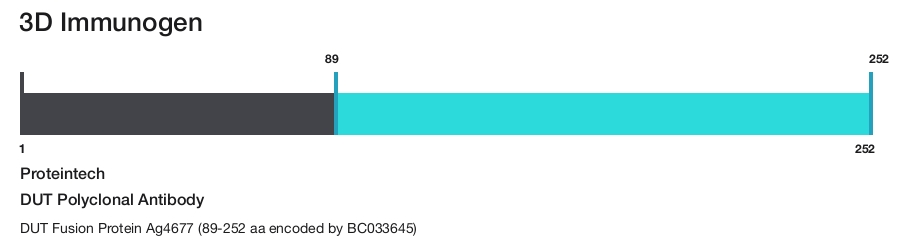 DUT Polyclonal Antibody