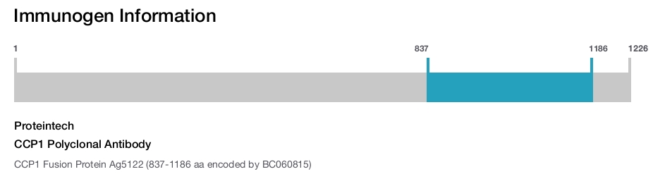CCP1 Polyclonal Antibody