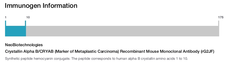Crystallin Alpha B/CRYAB (Marker of Metaplastic Carcinoma) Recombinant Mouse Monoclonal Antibody (rG2JF)