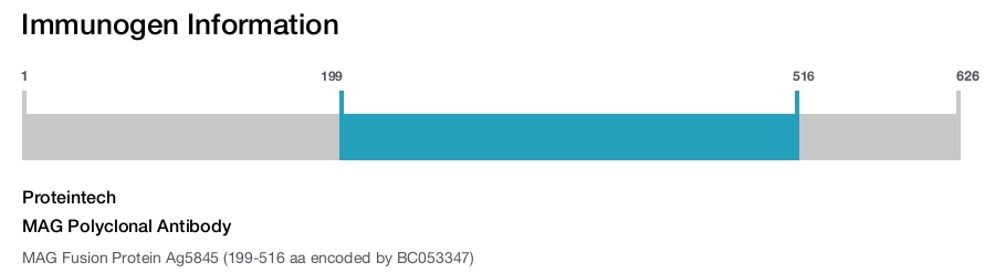 MAG Polyclonal Antibody