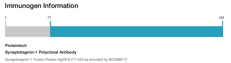 Synaptotagmin-1 Polyclonal Antibody