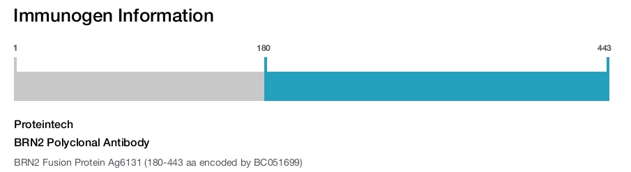 BRN2 Polyclonal Antibody