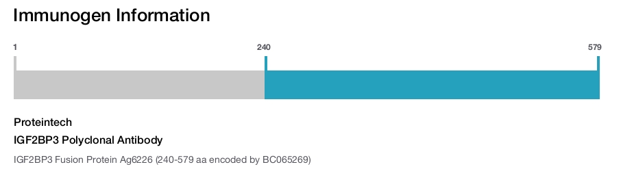 IGF2BP3 Polyclonal Antibody