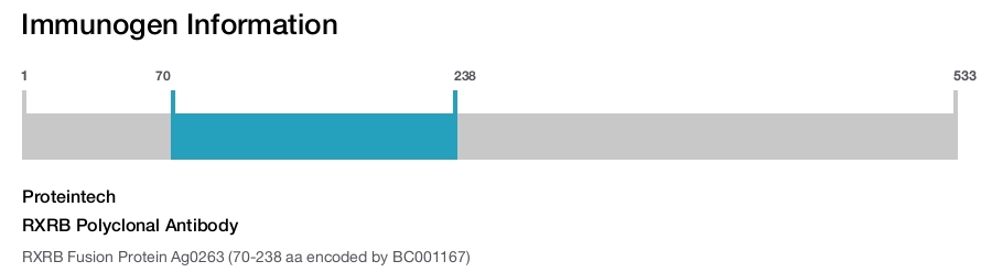 RXRB Polyclonal Antibody
