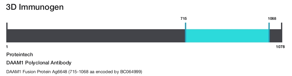 DAAM1 Polyclonal Antibody