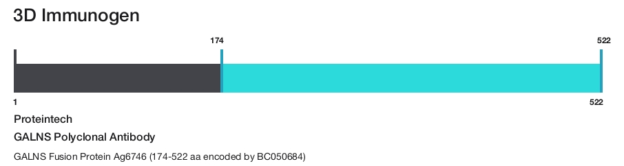 GALNS Polyclonal Antibody