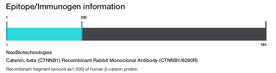 Catenin, beta (CTNNB1) Recombinant Rabbit Monoclonal Antibody (CTNNB1/8280R)