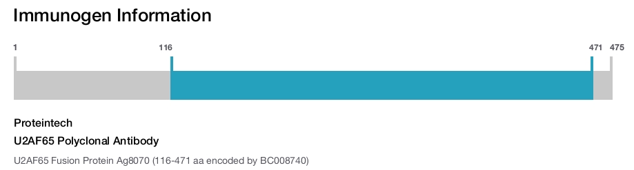 U2AF65 Polyclonal Antibody