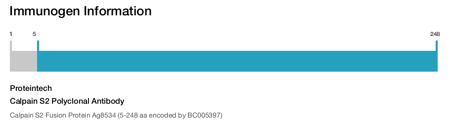 Calpain S2 Polyclonal Antibody