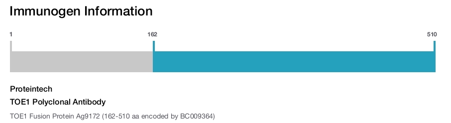 TOE1 Polyclonal Antibody