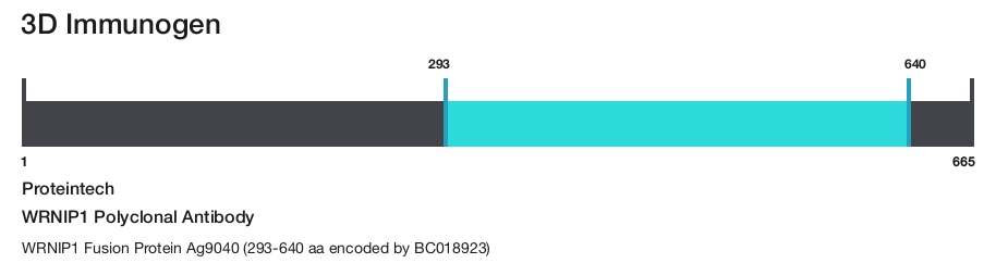 WRNIP1 Polyclonal Antibody