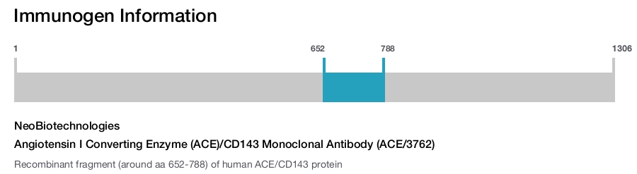 Angiotensin I Converting Enzyme (ACE)/CD143 Monoclonal Antibody (ACE/3762)