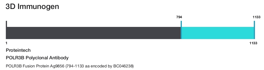POLR3B Polyclonal Antibody