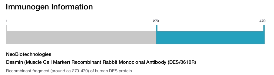 Desmin (Muscle Cell Marker) Recombinant Rabbit Monoclonal Antibody (DES/8610R)