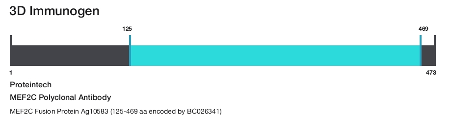 MEF2C Polyclonal Antibody