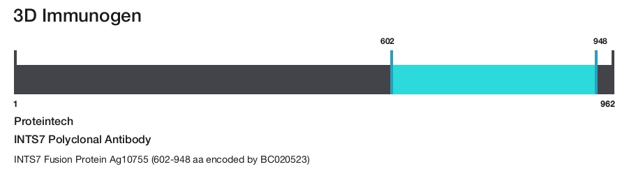 INTS7 Polyclonal Antibody