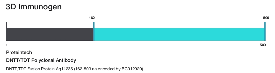 DNTT/TDT Polyclonal Antibody