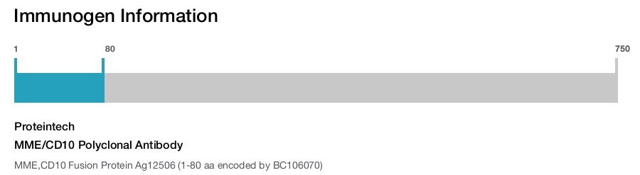 MME/CD10 Polyclonal Antibody