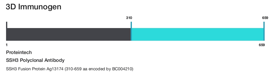 SSH3 Polyclonal Antibody