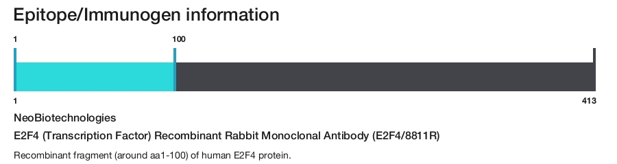 E2F4 (Transcription Factor) Recombinant Rabbit Monoclonal Antibody (E2F4/8811R)