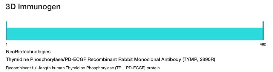 Thymidine Phosphorylase/PD-ECGF Recombinant Rabbit Monoclonal Antibody (TYMP, 2890R)