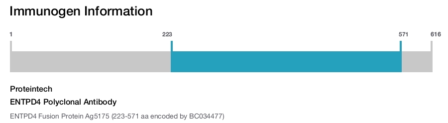 ENTPD4 Polyclonal Antibody