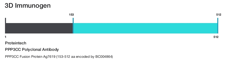 PPP3CC Polyclonal Antibody