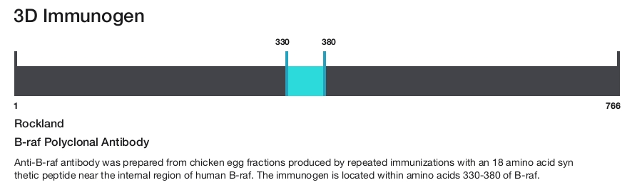 B-raf Polyclonal Antibody