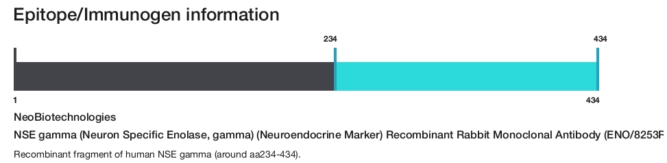 NSE gamma (Neuron Specific Enolase, gamma) (Neuroendocrine Marker) Recombinant Rabbit Monoclonal Antibody (ENO/8253R)