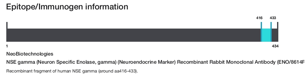 NSE gamma (Neuron Specific Enolase, gamma) (Neuroendocrine Marker) Recombinant Rabbit Monoclonal Antibody (ENO/8614R)