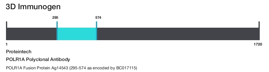 POLR1A Polyclonal Antibody