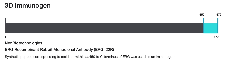 ERG Recombinant Rabbit Monoclonal Antibody (ERG, 22R)