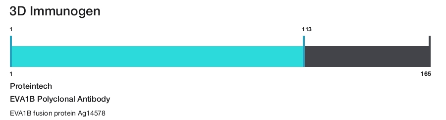 EVA1B Polyclonal Antibody