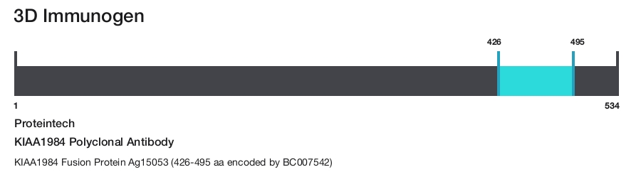KIAA1984 Polyclonal Antibody