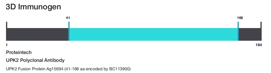 UPK2 Polyclonal Antibody