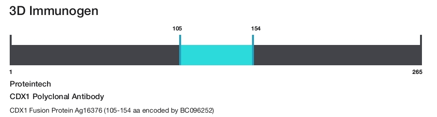 CDX1 Polyclonal Antibody
