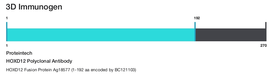 HOXD12 Polyclonal Antibody