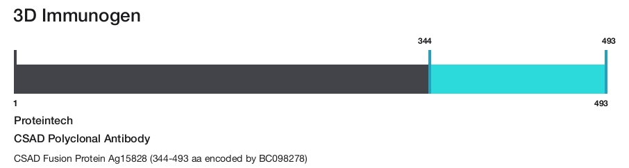CSAD Polyclonal Antibody
