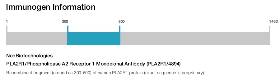 PLA2R1/Phospholipase A2 Receptor 1 Monoclonal Antibody (PLA2R1/4894)