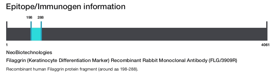 Filaggrin (Keratinocyte Differentiation Marker) Recombinant Rabbit Monoclonal Antibody (FLG/3909R)